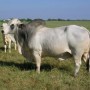Study shows bull selection critical in rebuilding herds