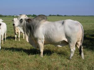 Study shows bull selection critical in rebuilding herds