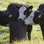Macrominerals and their importance for cow nutrition