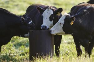 Macrominerals and their importance for cow nutrition