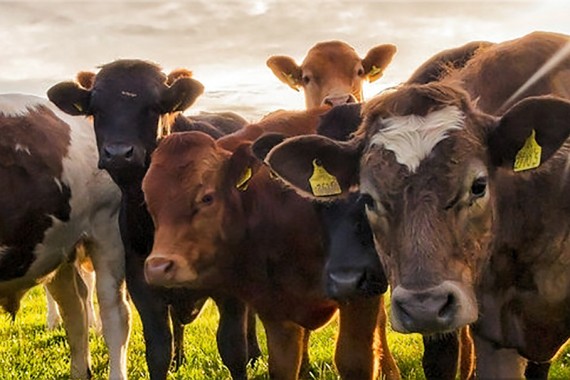 abingdon tri-state livestock market