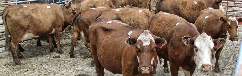 tri-state livestock market prices