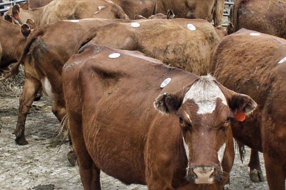 kingsport livestock auction report