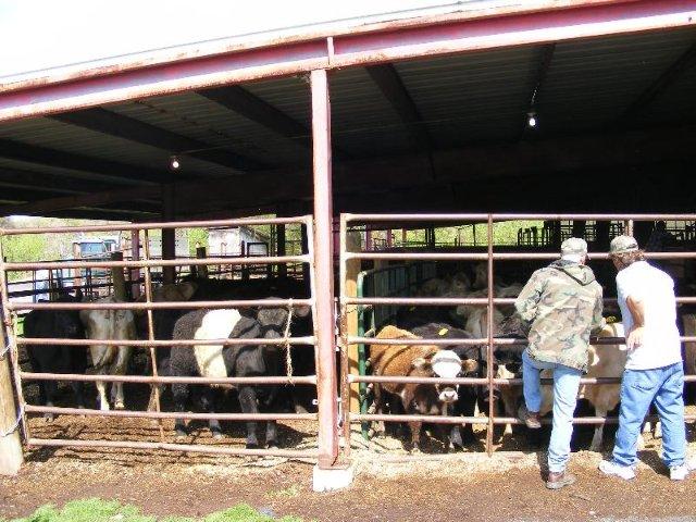 kingsport livestock market report