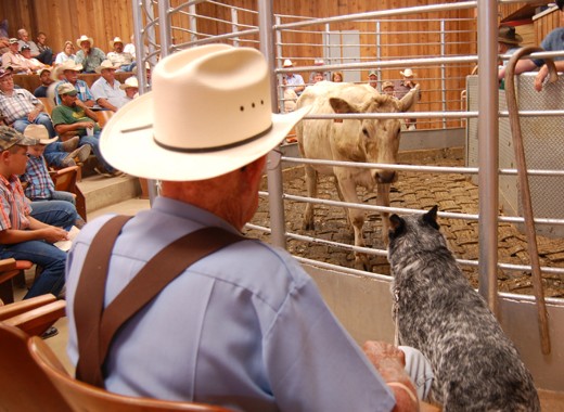 tn livestock auctions